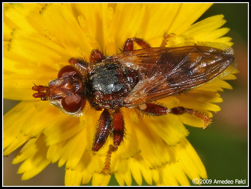 Dalla Sicilia: Myopa del gruppo testacea (Conopidae)